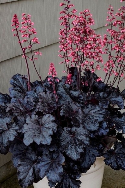 Гейхера гібридна ’Таймлес Найт’|Heuchera hybrida ’Timeless Night’|Гейхера гибридная ’Таймлес Найт’